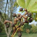 Hovenia dulcis pedoncules floraux et fruit